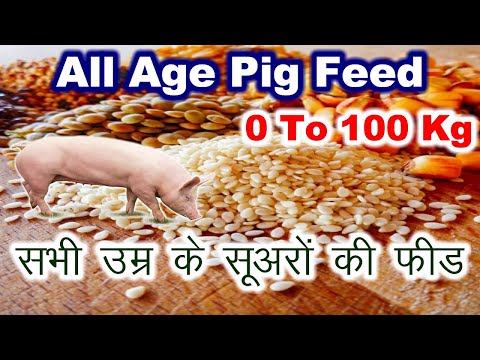 , title : 'Feed for pigs | feed formula for pigs | All Pigs | Making own feed at pig farm'