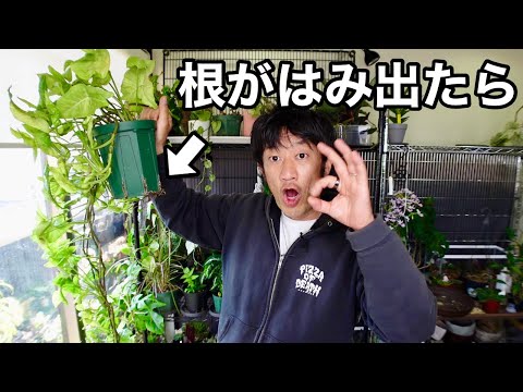 なぜサント・カトリーヌに植物を植えるのか?