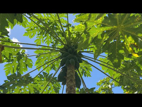 From the ocean to the mountain: Agroforestry in Micronesia