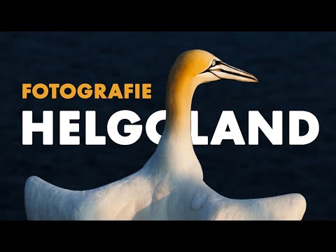 Vogelfotografie auf Helgoland