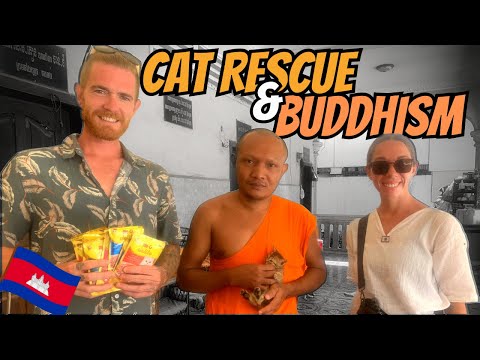 Giving back | Siem Reap | PAGODA CATS & MONK INTERVIEW