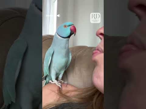 This parrot and her owner had quite the conversation! #parrots