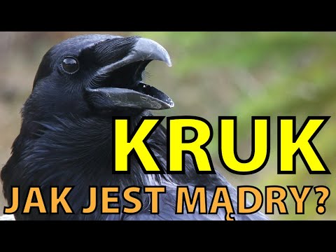 Jak mądry jest kruk? Ten ptak zaskakuje nawet naukowców #zwierzaki #kruk #crow #ravens #ptaki