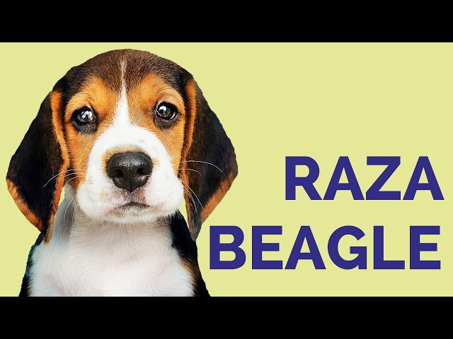 Vídeo relacionado con Collecta Perro Beagle- M - 88935 Figura Coleccionable (Deqube 90188935)