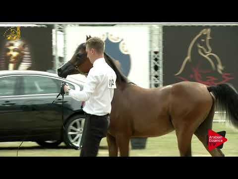 Bruges National Class 2A