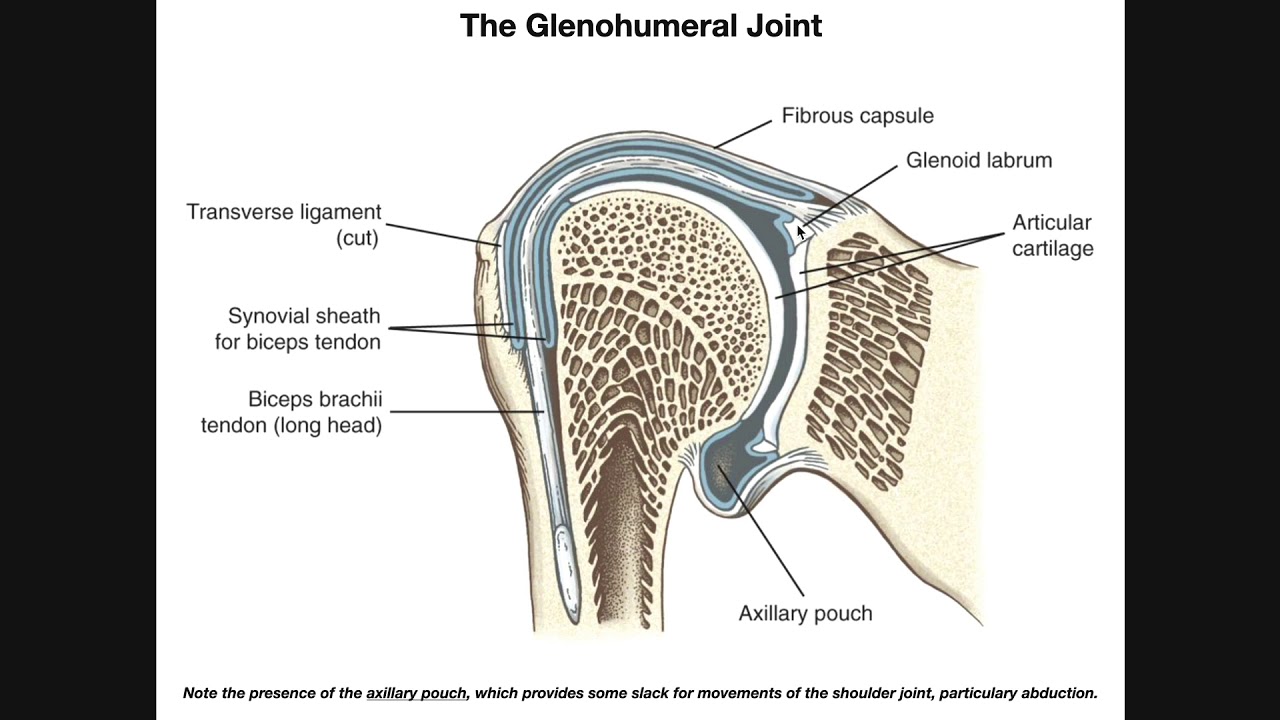 Anatomy and Functions of the Glenohumeral Joint [Part 1]