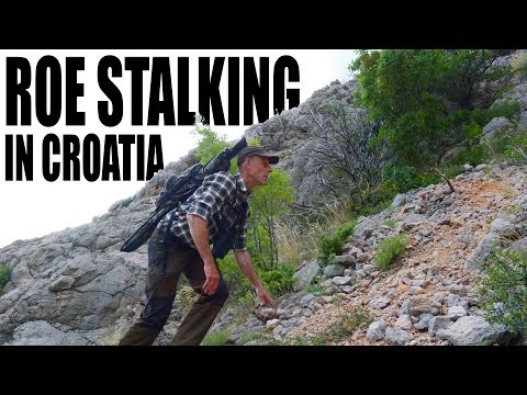 Roebuck hunting in Croatia Roebuck hunting in Croatia