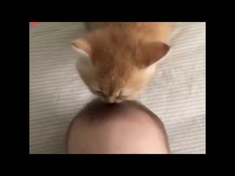 Kitten licks baby's head