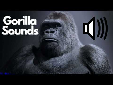 Gorilla Sound Effects (Roar / Grunt) | No Copyright