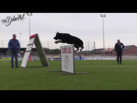 WUSV Universal Sieger 2019 World Championships Ronny van den Berghe & Korky von Barbatus B 96 pts