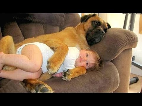 Quand votre chien considère votre bébé comme son ami spécial