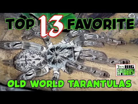 MY TOP 13 FAVORITE OLD WORLD TARANTULAS