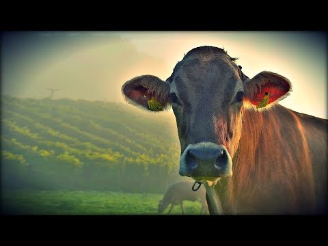 Chronische Prostatitis und miramistin Sie können wärmere Prostata Prostatitis erwärmt werden
