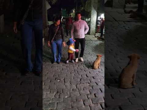 DoG 🐕 lover #dog #doglover #shortsfeed #shorts#short#shortvideo #tarushtinytv #trending#youtubeshort