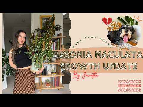 Begonia Maculata Care! Staking Begonia Update | Your Guide to Polka Dot Plants #BegoniaPlant
