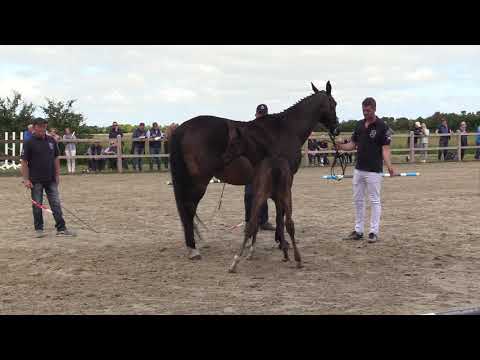 Holsteiner Fohlenschau Föhr 2022 | SF | Cardentos x Montreal | Harald Hansen