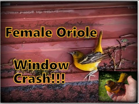 Oriole fought reflection & survives.