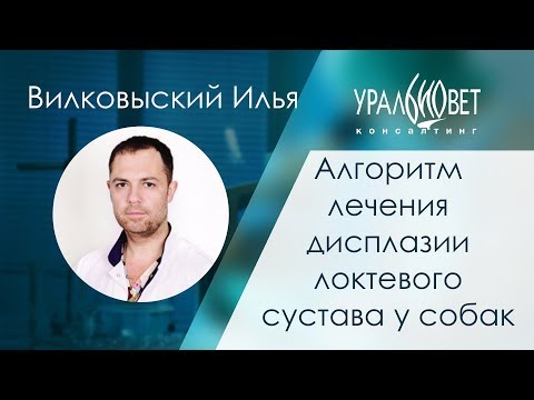 Алгоритм лечения дисплазии локтевого сустава у собак. Вилковыский Илья #убвк_ортопедия_травматология