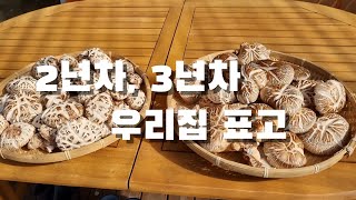 우리집 2년차, 3년차 표고목은 어떨까?  언제까지 먹을 수 있으려나..