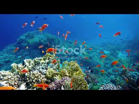 Atolls Unveiled: The Underwater Architects