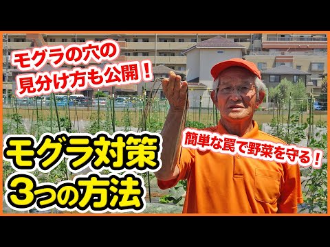 モグラに対する植物は何ですか