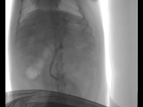 Canine Liver Shunt Fluoroscopy Video