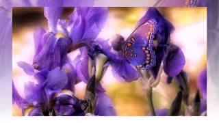 Rose Moore    Purple Haze