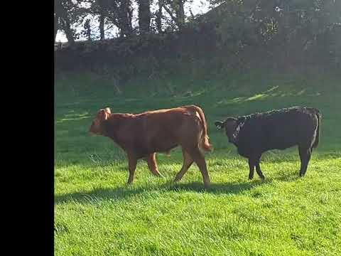 21 Organic Limousin Weanlings - Image 2