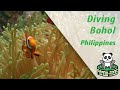 Diving in the Philippines Bohol