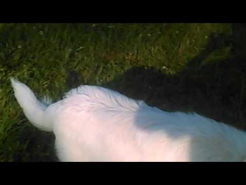 Great Pyrenees 7 month old puppies at play