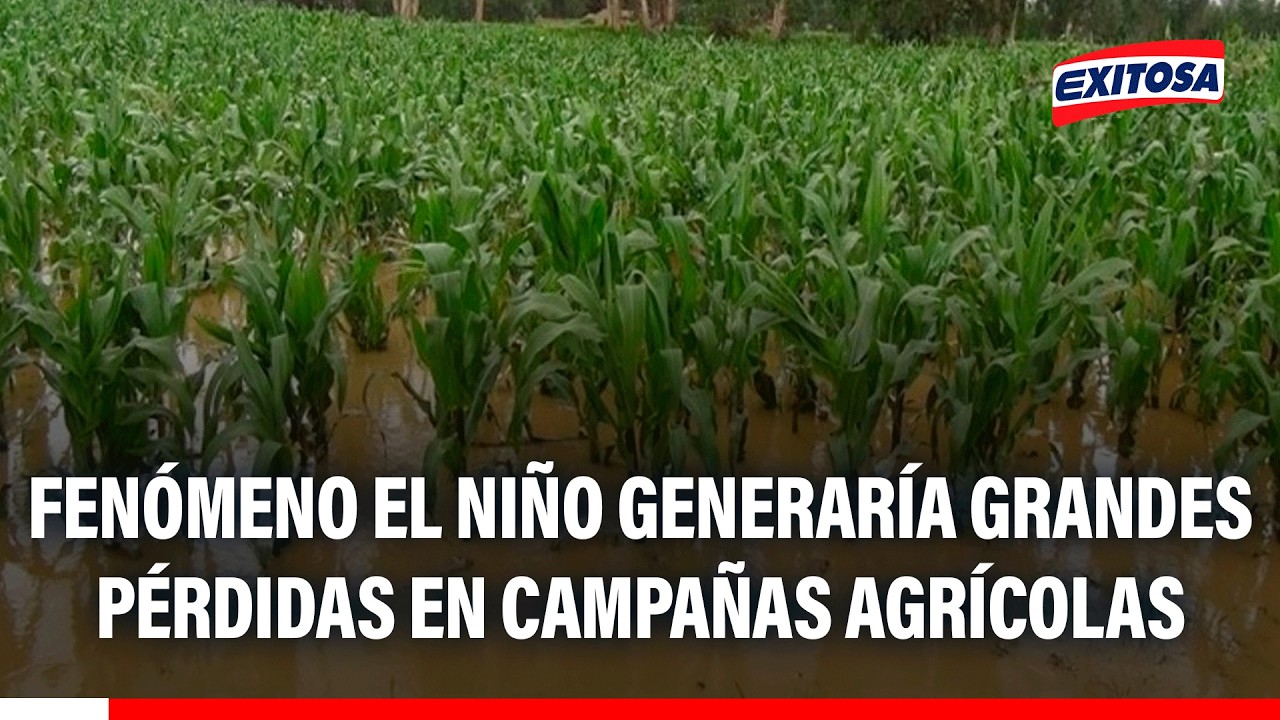 🔴🔵 Fenómeno El Niño generaría grandes pérdidas en campañas agrícolas