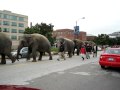 RINGLING ELEPHANT WALK