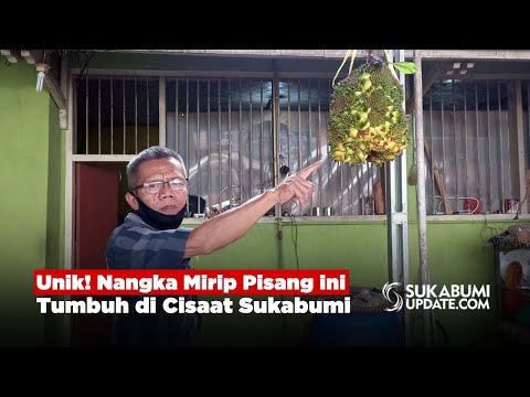 Unik! Nangka Mirip Pisang ini Tumbuh di Cisaat Sukabumi