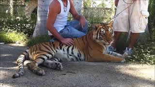 preview picture of video 'Momento tierno con un tigre / Moment de douceur avec un tigre / Tender moment with a tiger'