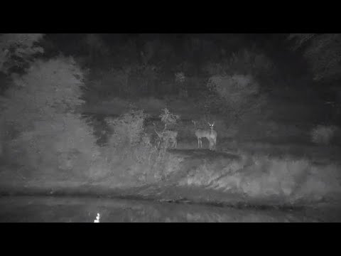 Djuma: Kudus on the dam wall - 23:10 - 07/13/20