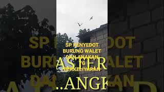Download lagu SP PENYEDOT BURUNG WALET#burungwalet#walettv mp3