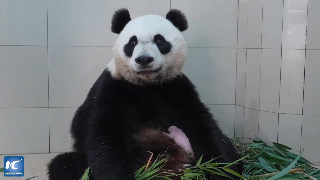 Primer nacimiento de panda gigante en cautiverio en 2026 en Sichuan, China
