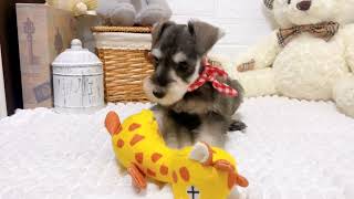 ミニチュアシュナウザーの動画01