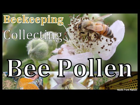 Beekeeping -How To Collect Bee Pollen