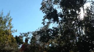 redwood tree van morrison cover
