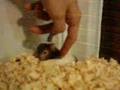 Waking up to Hamster 