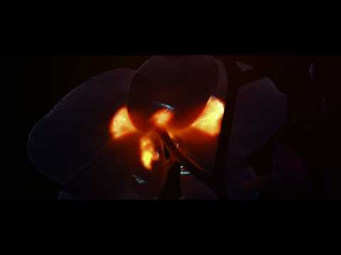 Scintillation HD Official Version by Xavier Chassaing