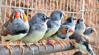 Download lagu Jika burung Anda merasa kesepian, silakan putar video ini: suara nyanyian burung pipit zebra. mp3