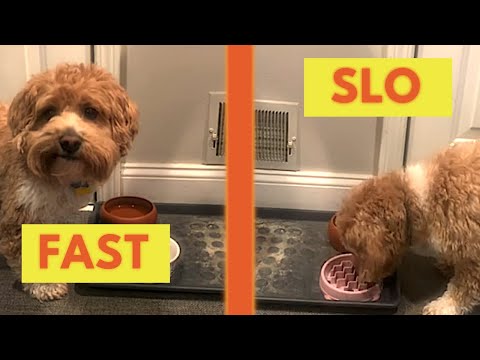 Why Should You Invest in a Slo Bowl Dog Feeder?