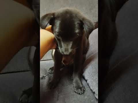 Vídeo de Spake 