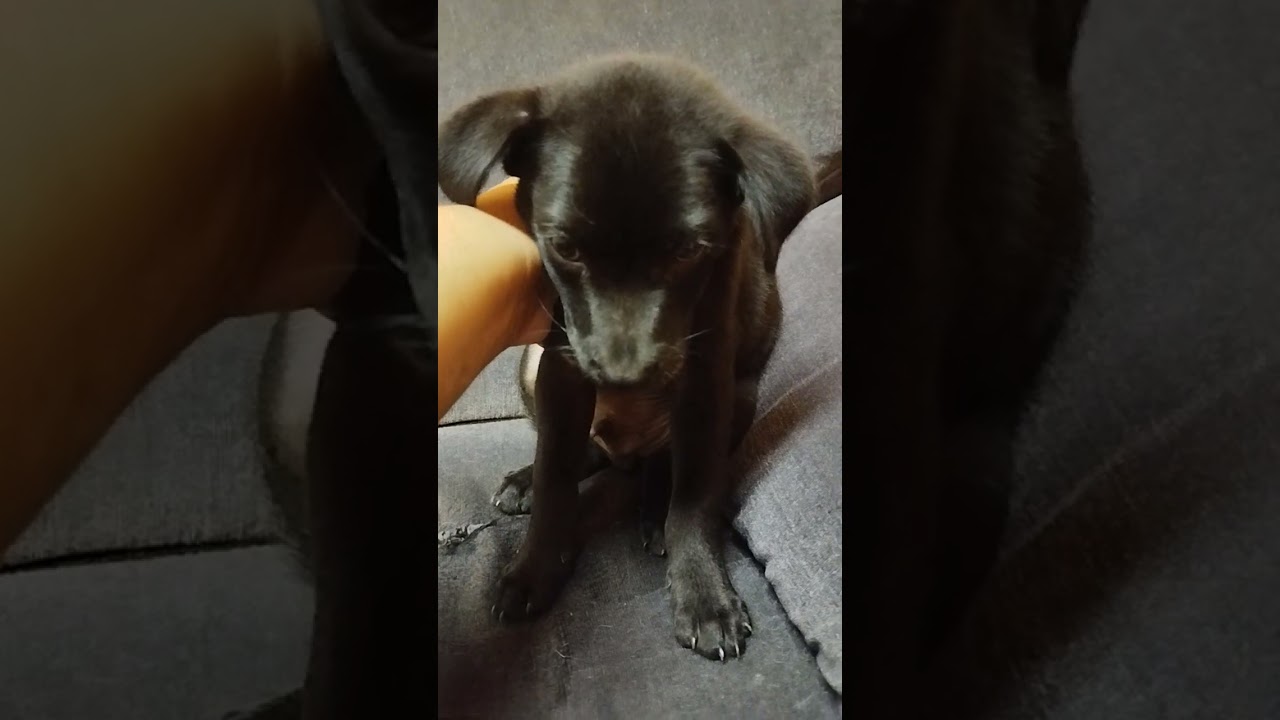 Cachorro raça SRD-ViraLata idade 2 a 6 meses nome Spake 