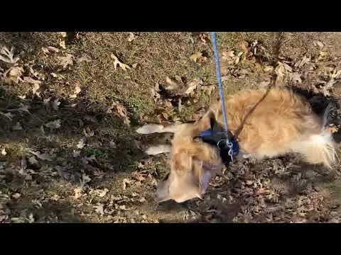 A Happy Tump at Queen Wilhelmina Lodge