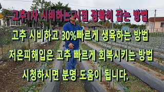 고추 1차추비시점 잡는법, 추비후 30% 빠른 생육방법, 저온피해 고추 빠르게 회복하는 방법