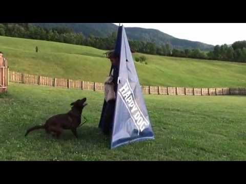 Protection training with malnois in IGP/IPO with Viorel Scinteie, amazing high level dogtraining !