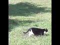 2 Tuxedo Cats Fight To The Death